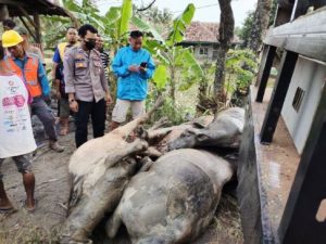 Polisi Selidiki Insiden Tewasnya Seorang Pengembala dan 5 ekor Kerbau yang mati Kesetrum di Cihara