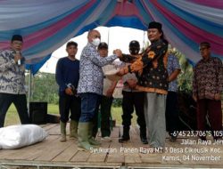 Keberhasilan Petani di Desa Cikeusik Kec Wanasalam Panen Padi Tiga Kali dalam Setahun