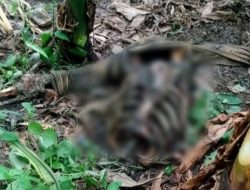 Penemuan Kerangka Manusia di Tengah Perkebunan Gegerkan Warga Petir