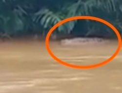 Heboh!!!…Kemunculan Seekor Buaya Di Sungai Ciliman Desa Sidamukti, Jadi Tontonan Warga