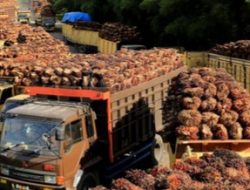 Masalah Industri Sawit di Balik Keppres Satgas Khusus Jokowi
