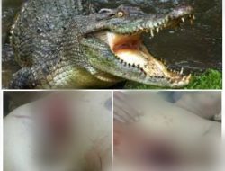 Mengerikan, Diterkam Buaya Saat Mancing di Muara, Warga Cibitung Pandeglang Luka Parah