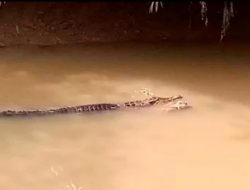 Buaya Berukuran 3 Meter Terkam 2 Warga Patia Pandeglang, 1 Tewas Jasadnya Diseret ke Dasar Sungai Cilemer