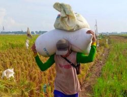 Petaka Beras di RI Berlanjut, Harga Gabah Petani Meledak 60%