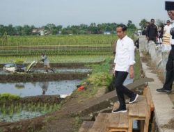 Presiden Jokowi Ingatkan Jangan Sampai Pupuk Subsidi Dijual ke Bukan Petani