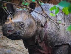 Praktik Jual Beli Satwa Ilegal Menjamur, Pemerintah Nggak Pernah Becus Ngurusin Konservasi Satwa, Petugas Konservasinya Ngaco