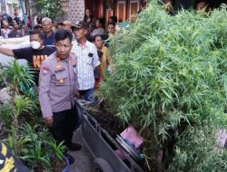 Tak Diketahui Warga, Pria di Cengkareng berKebun Ganja di Atas Genteng