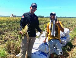 Bangun Sinergi, PTI Lebak dan Petani Gelar Panen Raya dengan Hasil Memuaskan