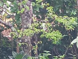 Manfaat Tanaman Bonsai Asam Jawa: Keindahan, Kesehatan, dan Ketenangan Jiwa