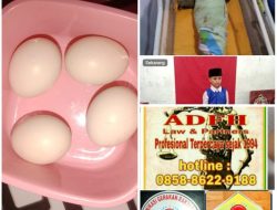 Manfaat Mengonsumsi Telur Ayam Kampung yang Dipelihara Semi-Umbaran