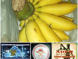 Manfaat Mengonsumsi Buah Pisang untuk Kesehatan dan Kebugaran Tubuh