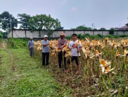 Polsek Panongan Pantau Perkembangan Ketahanan Pangan di Desa Ranca Iyuh