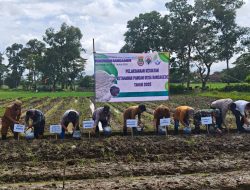 Kapolsek Kresek AKP Sitta Mardogan Sagala, SH laksanakan giat tanam jagung di Desa Rancagede