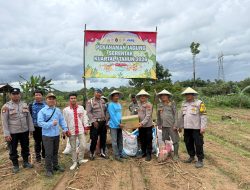 Dukung Ketahanan Pangan Nasional, Polsek Jawilan Gelar Penanaman Jagung di Desa Pagintungan