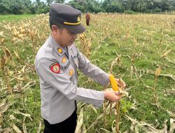 Kapolsek Malingping Polres Lebak Bersama Kelompok Tani Panen Raya Jagung Kuartal