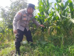 Bhabinkamtibmas Polsek Rangkasbitung, Kawal Asta Cita Cek Langsung Jagung Hibrida Petani