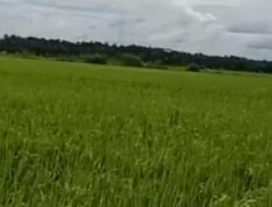 Ringankan Petani, Pemkab Lebak Hapus PBB Sawah Kecil di Bawah 5.000 M²