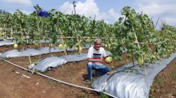 Kadin Panen Buah Melon Empat Hektar di Cileles