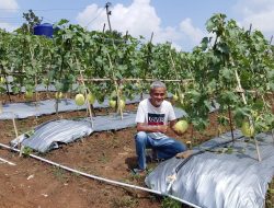 Kadin Panen Buah Melon Empat Hektar di Cileles