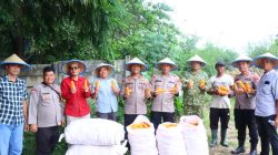 Polres Serang menggelar kegiatan panen jagung serentak Kuartal II Tahun 2026 di lahan pertanian seluas 2 hektar yang berada di Kampung Kebayan, Desa Mekarbaru, Kecamatan kopo.