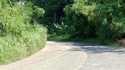Rumput Liar Setinggi Satu Meter Halangi Pandangan di Jalan Gunung Kencana–Banjarsari Warga Khawatir Kecelakaan