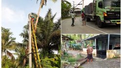 Pohon Kelapa Tumbang Timpa Kabel Listrik, Akses Jalan Sempat Terganggu, PLN Cepat Tanggap Menangani