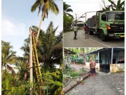 Pohon Kelapa Tumbang Timpa Kabel Listrik, Akses Jalan Sempat Terganggu, PLN Cepat Tanggap Menangani
