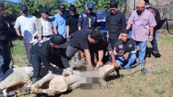 PWI Banten dan SMSI Banten Gelar  Pemotongan Hewan Kurban di JBS