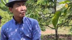 Ketua KTNA Banten Sukses Cetak Petani Milenial, Komunitas Muda Sajira Gelar Panen Raya Alpukat Unggulan