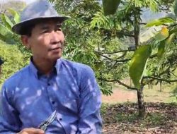 Ketua KTNA Banten Sukses Cetak Petani Milenial, Komunitas Muda Sajira Gelar Panen Raya Alpukat Unggulan