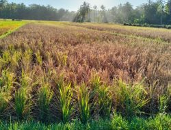 Serangan Wereng Coklat Turunkan Produksi Padi 30% di Malingping