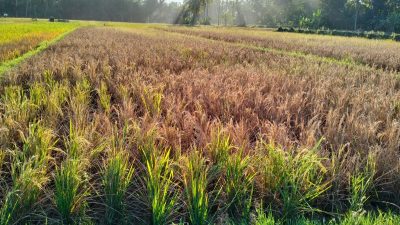 Serangan Wereng Coklat Turunkan Produksi Padi 30% di Malingping