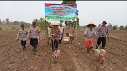 Polsek Jawilan Polres Serang & Poktan Indah Tani 1 Tanam Jagung 5 Ha di Cemplang, Dukung Swasembada Jagung Polres Serang Kuartal III 2026