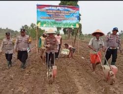Polsek Jawilan Polres Serang & Poktan Indah Tani 1 Tanam Jagung 5 Ha di Cemplang, Dukung Swasembada Jagung Polres Serang Kuartal III 2026