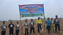 Dukung Swasembada Pangan, Polsek Jawilan -Polres Serang, Bersama Poktan Indah Tani 1 Tanam Jagung 10 Hektar di Cemplang