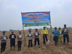 Dukung Swasembada Pangan, Polsek Jawilan -Polres Serang, Bersama Poktan Indah Tani 1 Tanam Jagung 10 Hektar di Cemplang