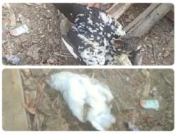 Heboh! Diduga Keracunan, Puluhan Anjing dan Ayam di Kp. Sukamaju Desa Kersaratu Mati Mendadak